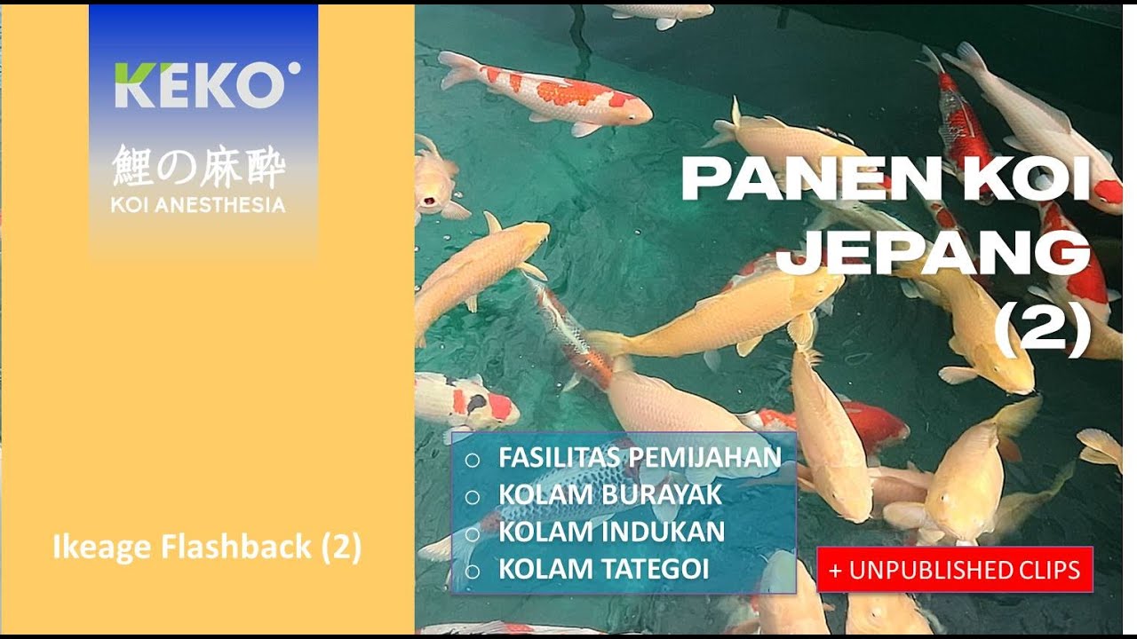 PANEN KOI JEPANG | Konishi Ikeage 2019 YAMAGUCHI MUDPOND Flashback + Unpublished Clips (2)