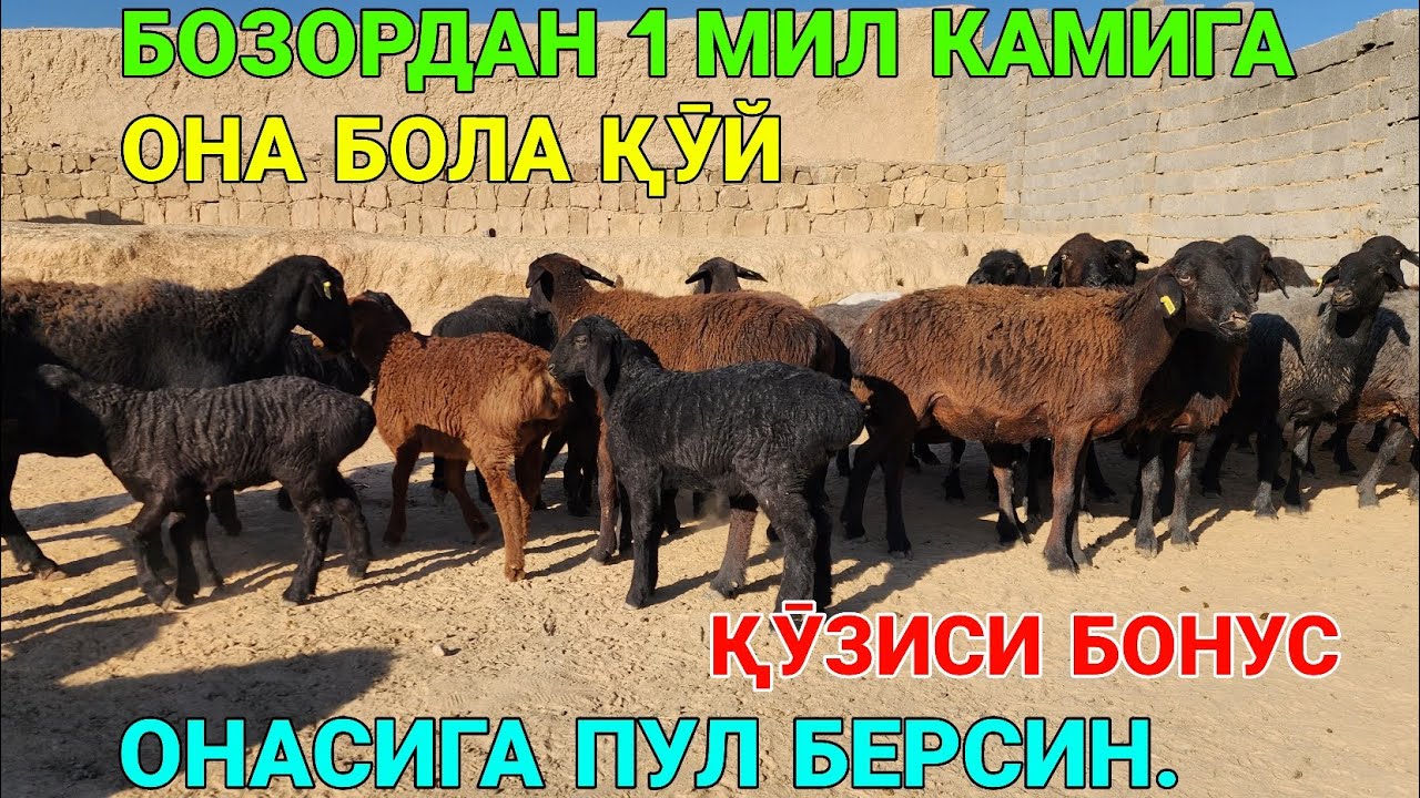 ҚӮЗИЛАРИ БОНУСГА. БОЗОРДАН АРЗОН БӮЛМАСА ҚАЙТАРИНГ. ҚАШҚАДАРЁ 