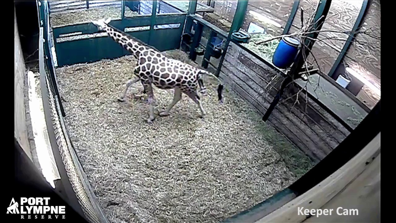 Birth of Port Lympne's new baby giraffe captured on Keeper Cam