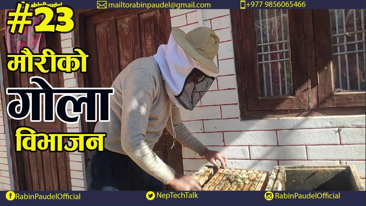 मौरीको गोला बिभाजन कसरी गर्ने ? Beekeeping in Nepal