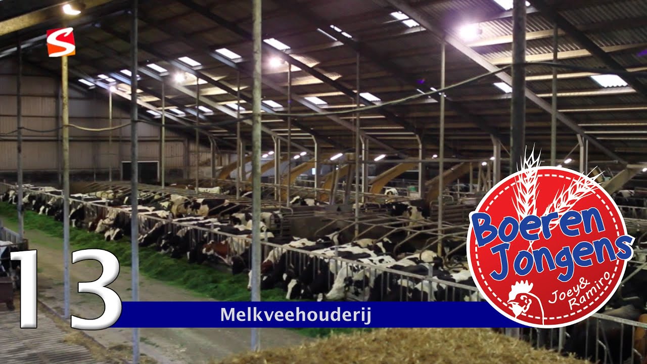 BOERENJONGENS aflevering 13 - MELKVEEHOUDERIJ