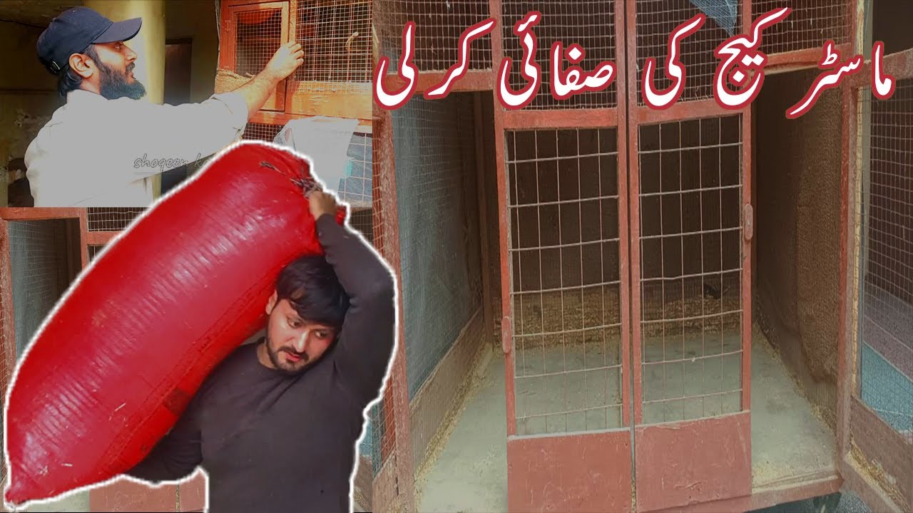 Chuzon or murgiyon ko bimari se bacha liya | Cage cleaning day | Easiest way to clean cage