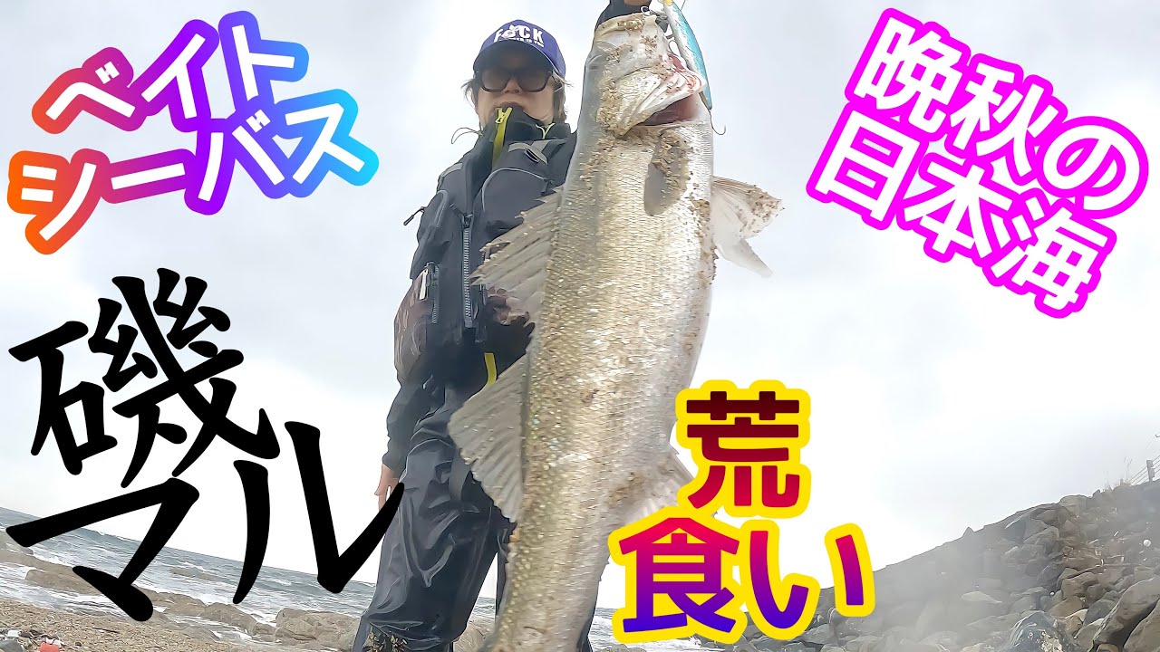 【ベイトシーバスで磯マル乱獲】秋の荒食いシーバス釣り デイゲーム ハタハタパターン seabass fishing スズキ TobyTube
