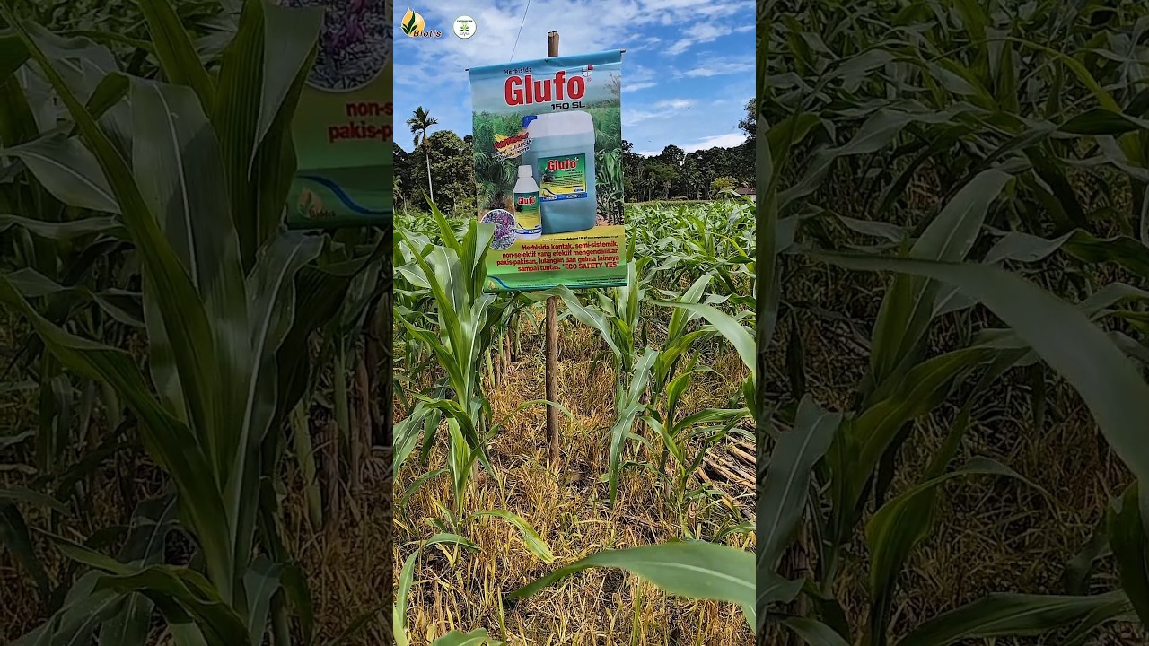 ampuh!!! bagini cara ampuh kendalikan lulangan tanpa merusak jagung ❗❗🤩 