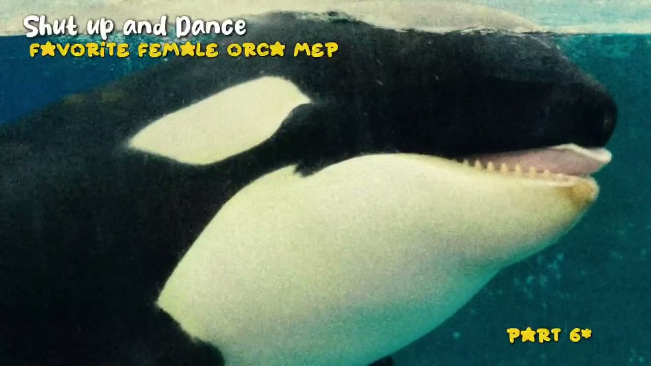 :: Shut Up and Dance favorite female orca mep ::   | OPEN |