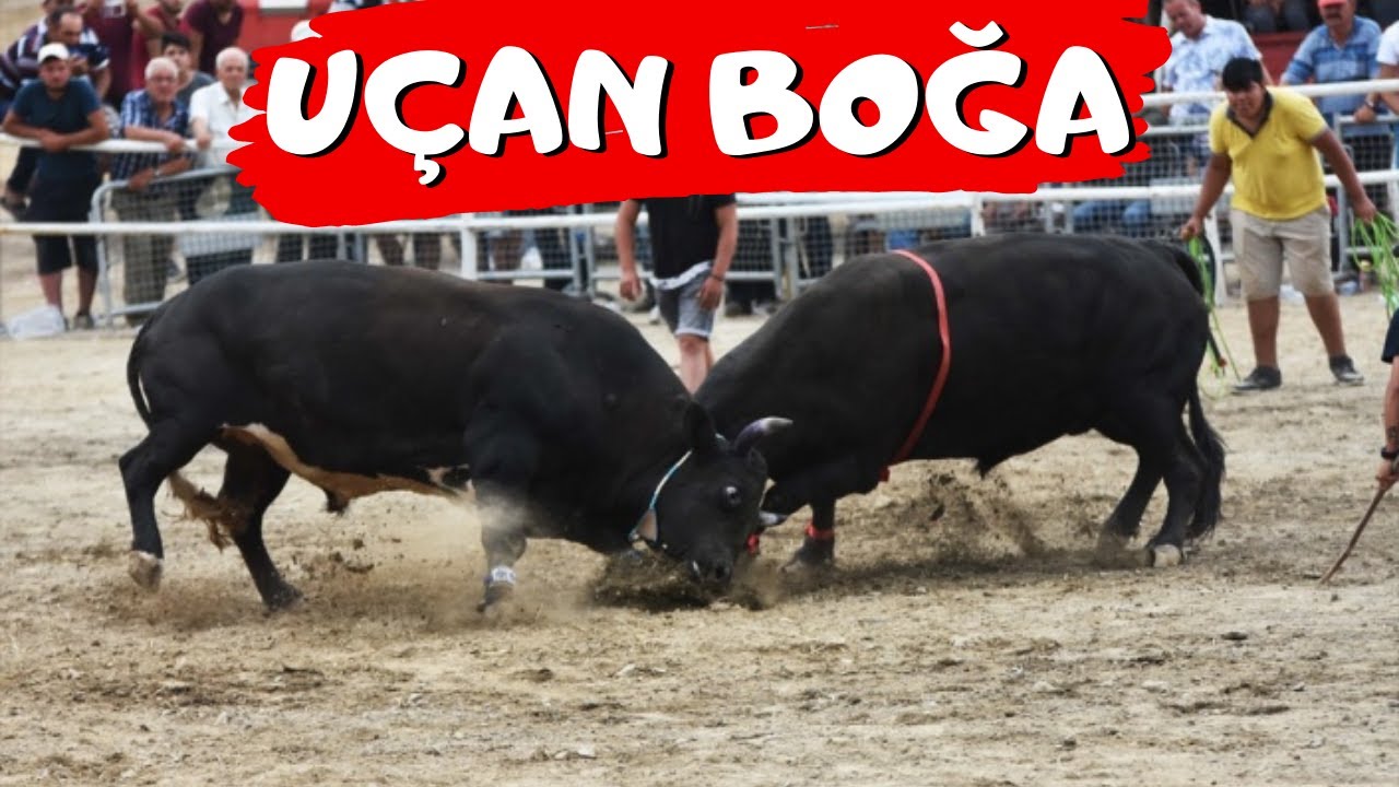 ARTVİN / BOĞA GÜREŞİ / KAFKASÖR FESTİVALİ / BOĞA SEZONU / HELİKOPTER GİBİ / 2021 / UÇAN BOĞA