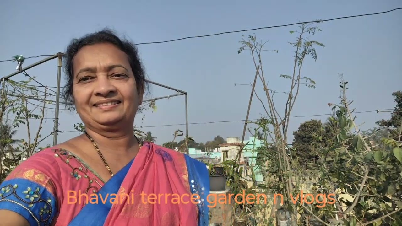 సమ్మర్ లో మొక్కలు పచ్చగా ఉండాలంటే