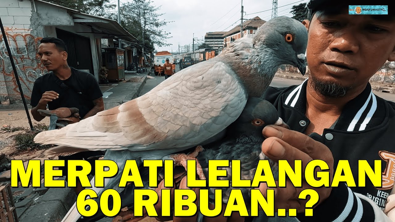 Beli Emas Jual Permata !! Pasti Melongo Merpati Lelangan di Poles jadi Jos Gandos.