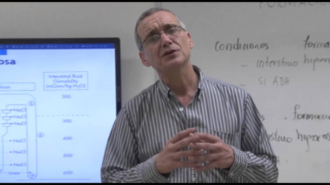 Fisiología III  -Formación de Orina Concentrada Diluida 2