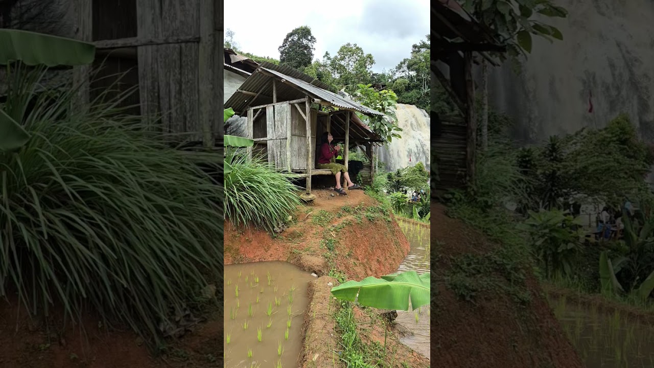 Hut in the rice fields with a view of the waterfall