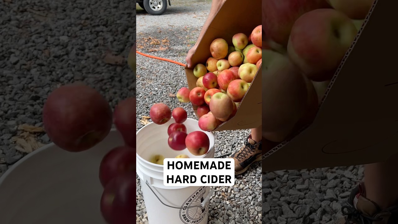 How to Make Hard Apple Cider (Part 1)