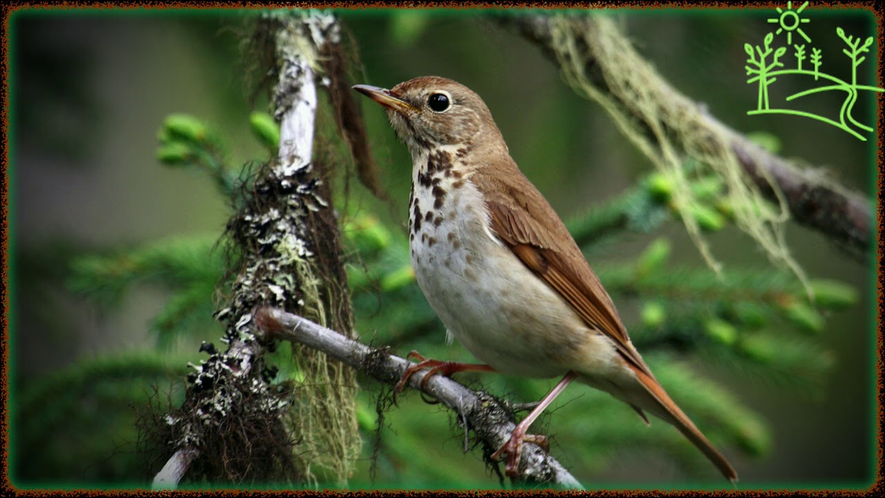 Голоса птиц Как поёт Дрозд Отшельник (Catharus guttatus)