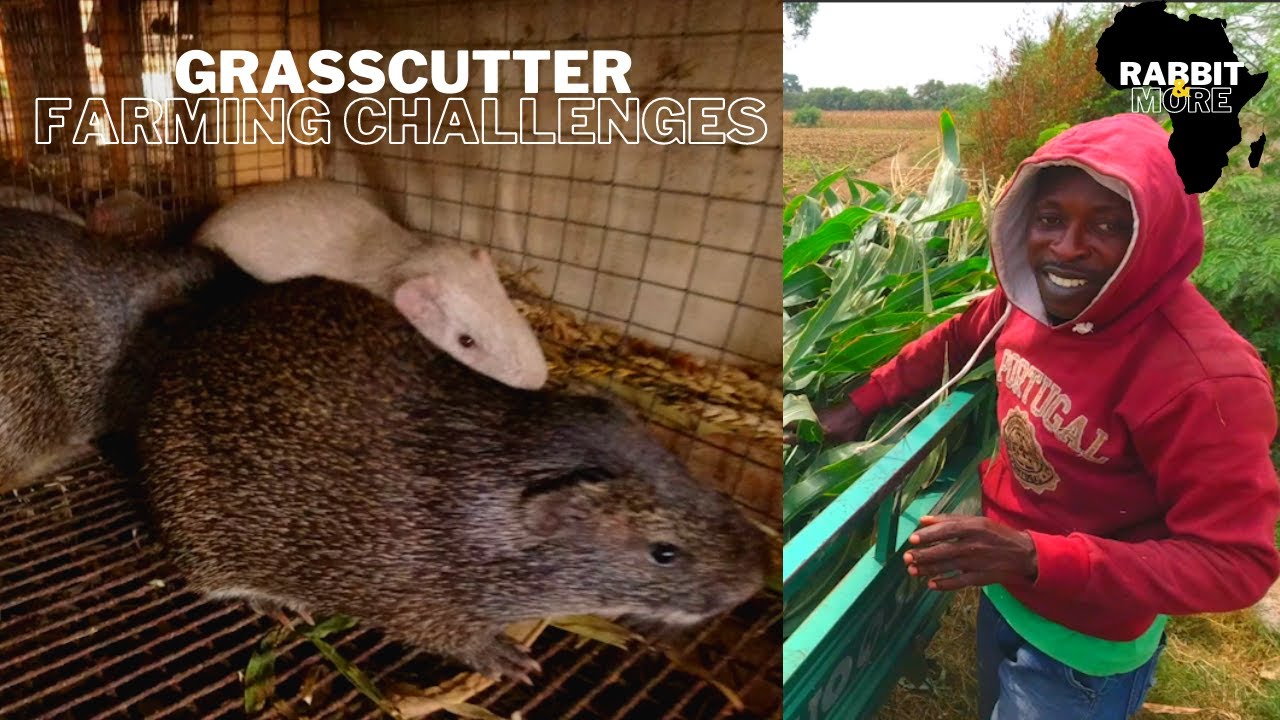 Grasscutter Farming Challenges || Watch this before you start a Grasscutter Farm in Ghana