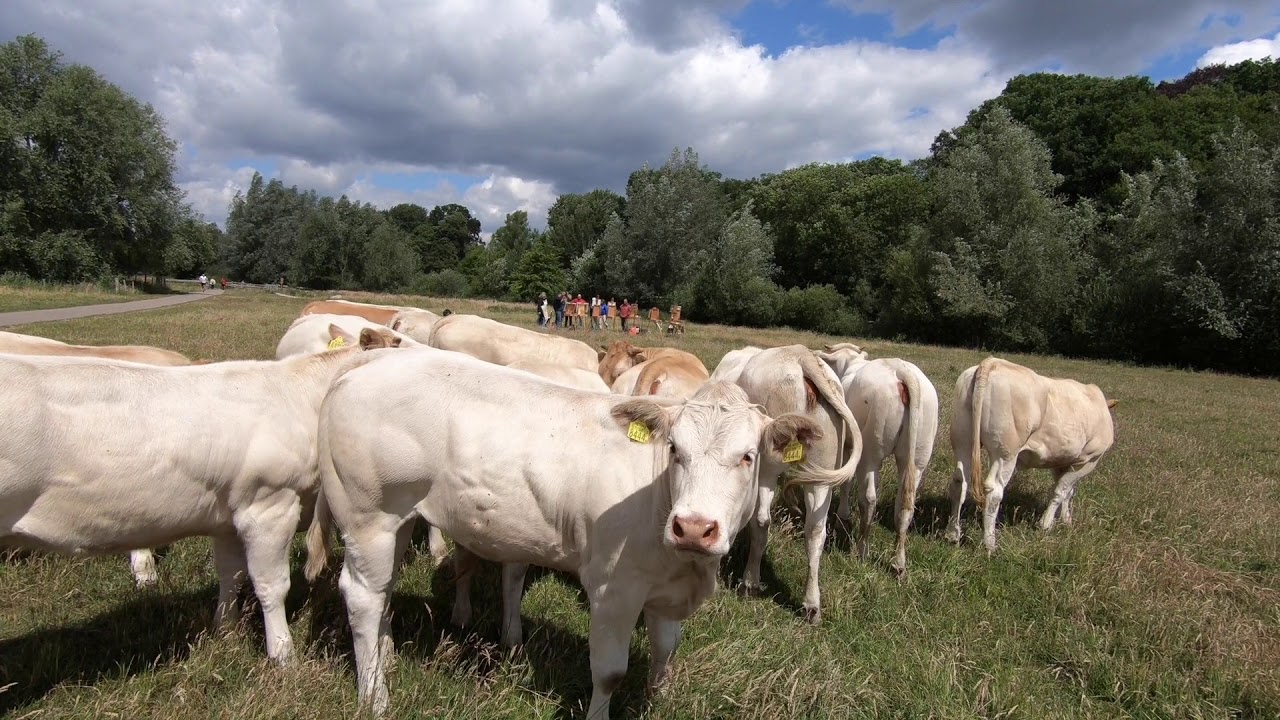olieverf en gras