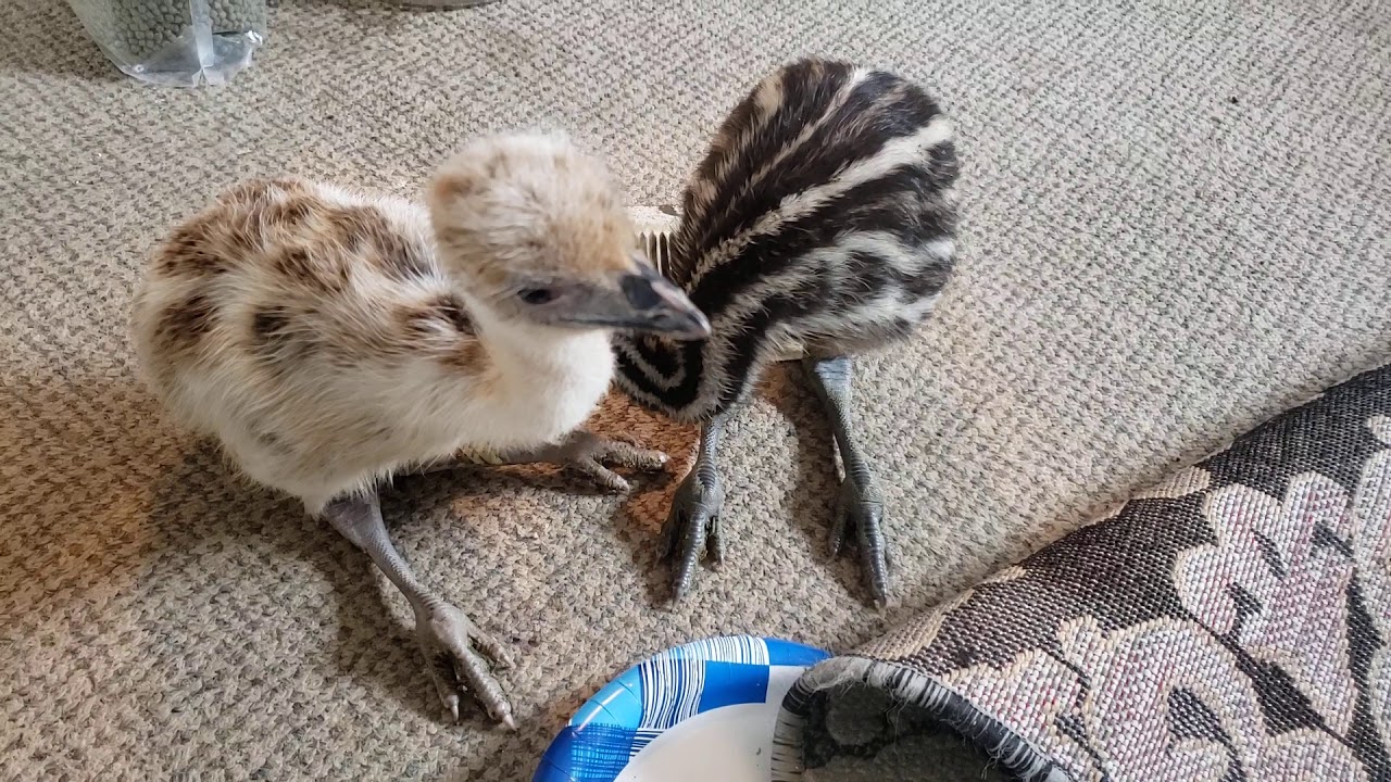 Baby emus yawning