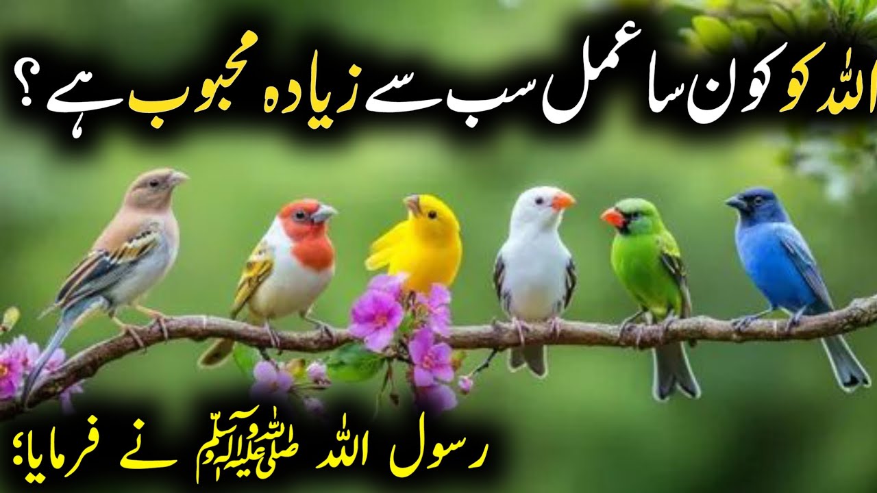 Allah ko sab se mehboob amal | Islamic quotes in urdu | Hadees in Urdu 