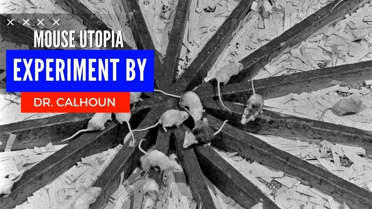 End of Humanity | Mouse Utopia experiment By Dr. Calhoun | Society and Impacts