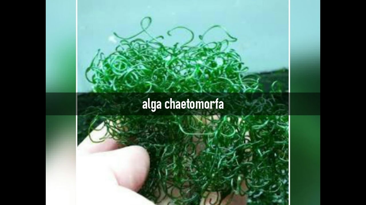 aqurio marinho alga chaetomorfa