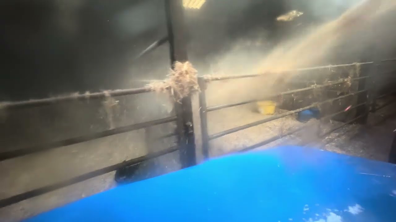 Bedding up cattle HD