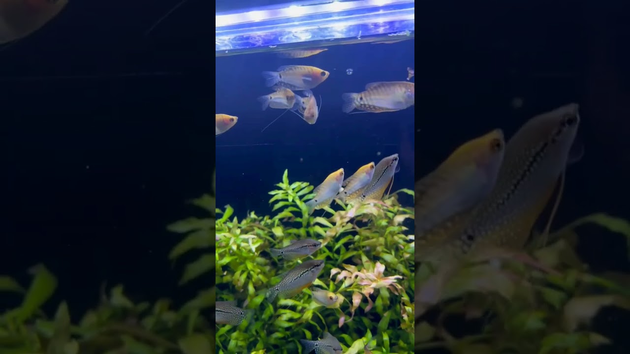 #aquarium #aqua #aquauniverse #aquariumfish #gurami