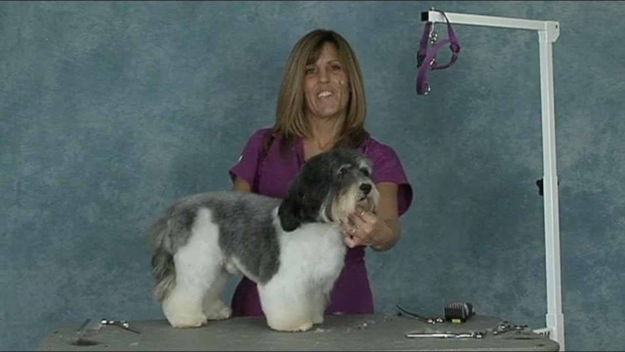 Learn to Groom the Havanese Dog Like a Pro: Trailer