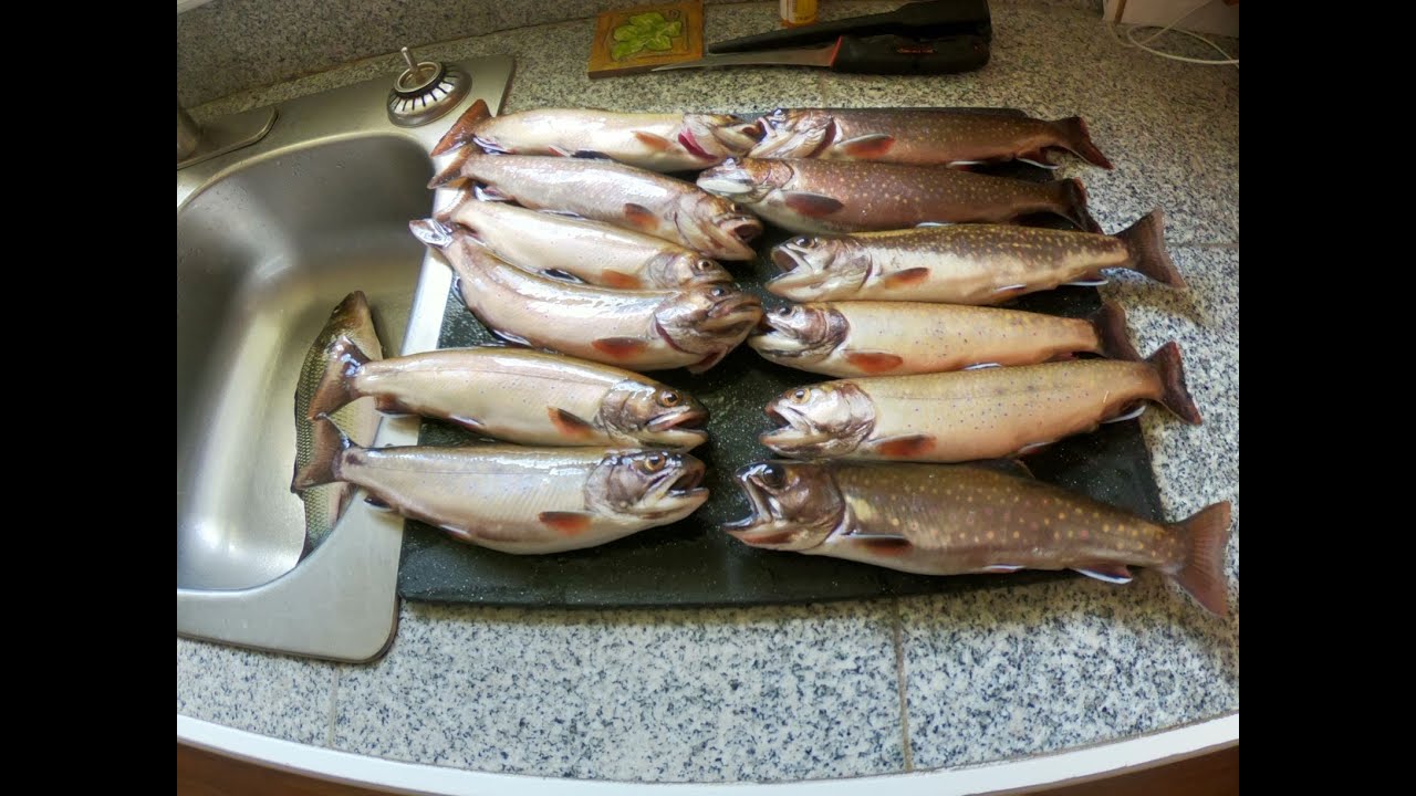 TROUT fishing 2021 in Prince Edward Island