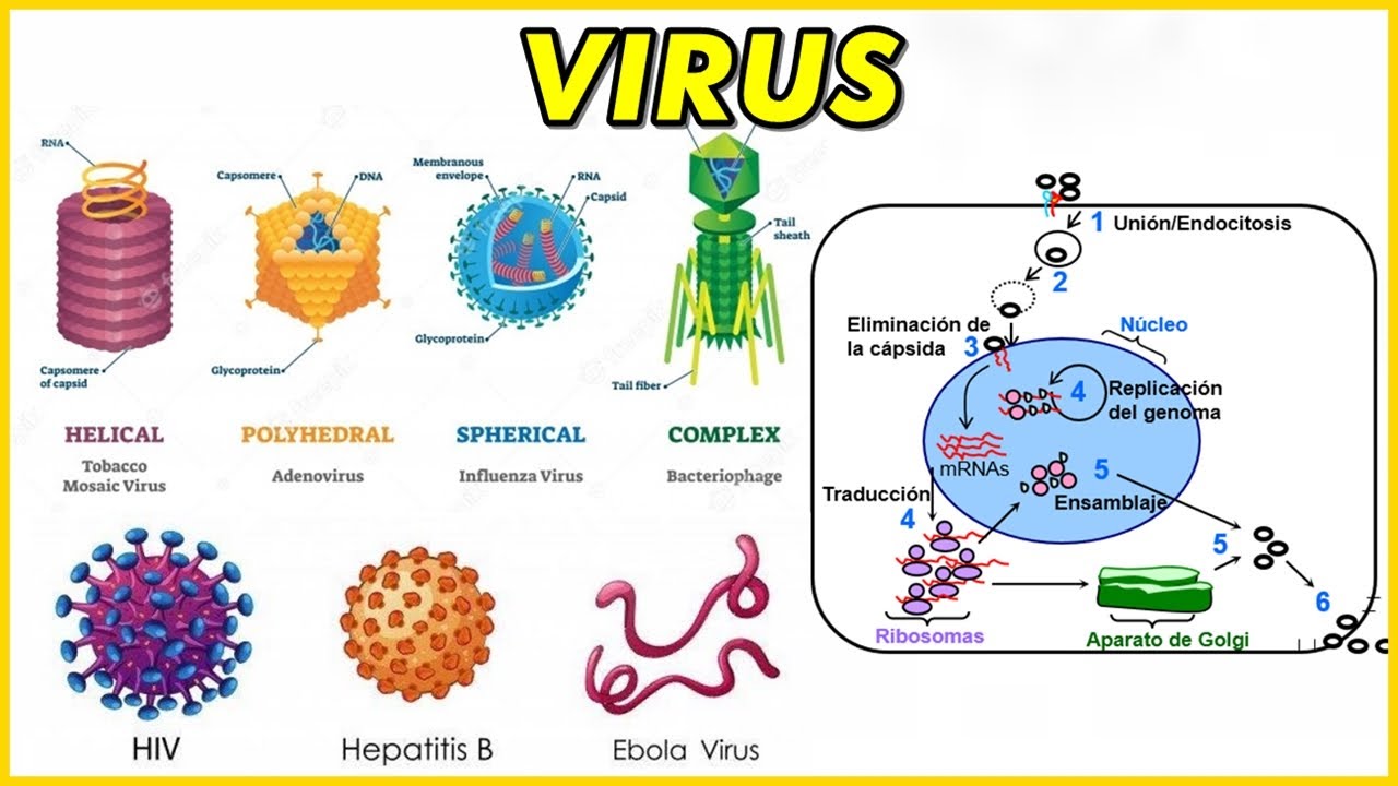VIRUS: Virión, Bacteriófago, Estructura, Virus DNA Y RNA, Replicación, Ciclo Replicativo VIH