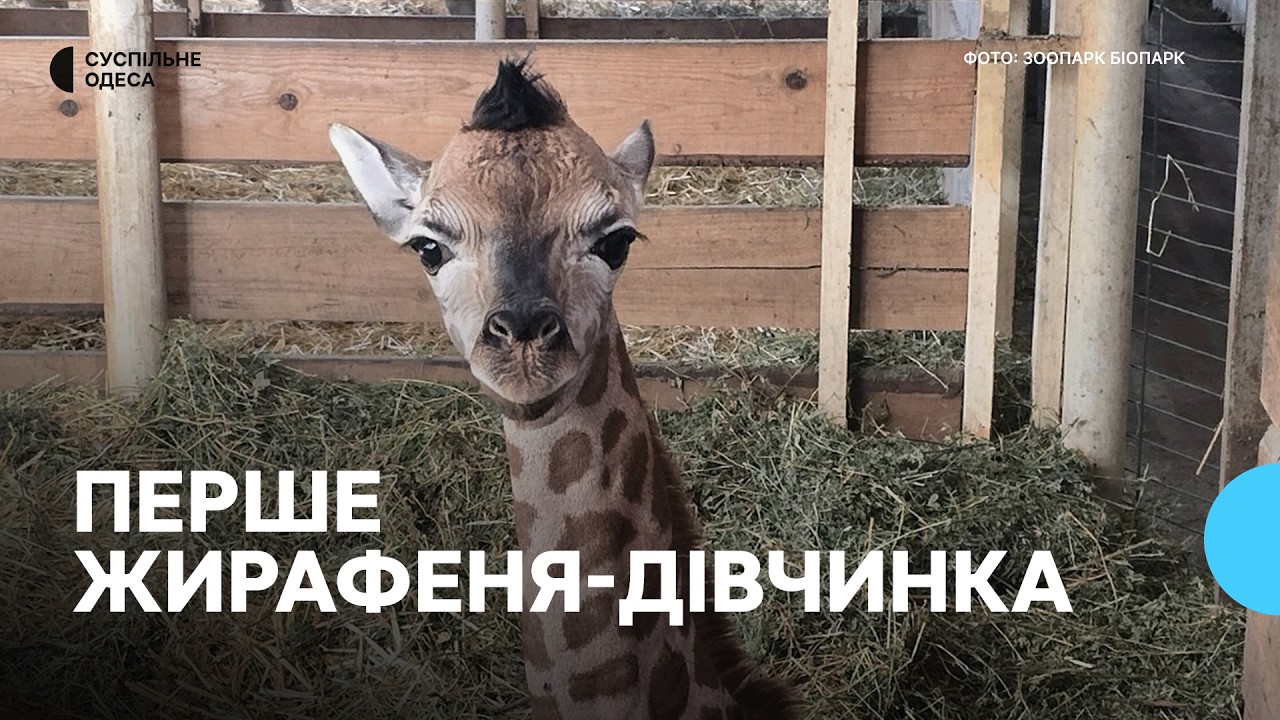 Перша в Україні дівчинка: в Одесі народилося жирафеня