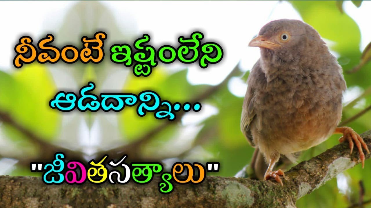 జీవిత సత్యాలు #316 |మంచి మాటలు|Inspirational quotes|Motivational quotes|సూక్తులు|Telugu quotes
