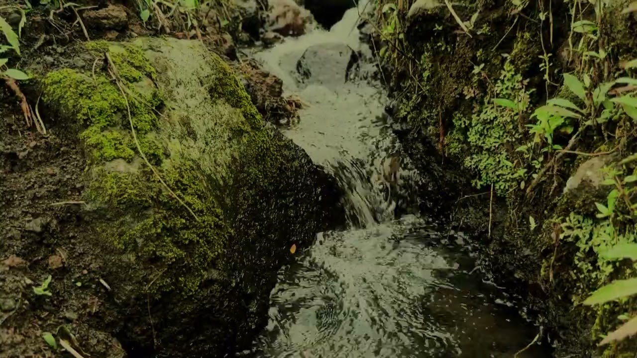 SONIDO de RÍO PEQUEÑO 💧 Agua Suave Fluyendo para Meditar, Relajarse y Concentrarse