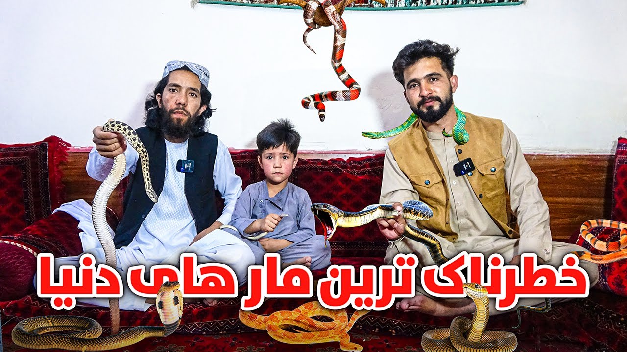 گزارش ویژه از مار های زهری و کشنده با حاجی قیس مارگیر