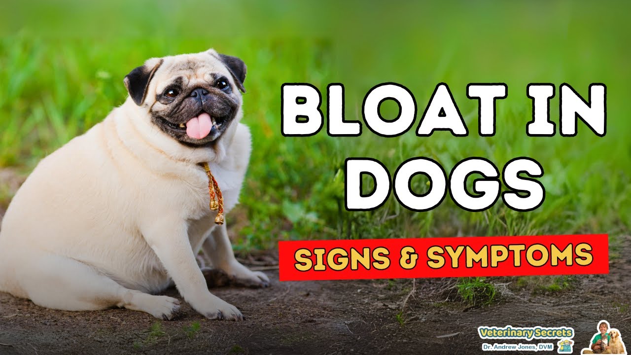 Bloat in Dogs: Signs to Watch For, What To Do