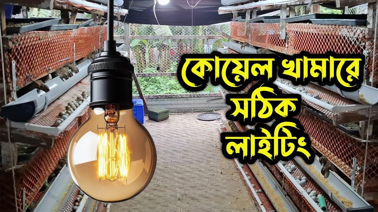 রানিং ডিম পাড়া কোয়েল পাখির খামারে সঠিক লাইটিং ব্যবস্থাপনা | ভুল লাইটিংয়ে ক্ষতি এখনই জানুন