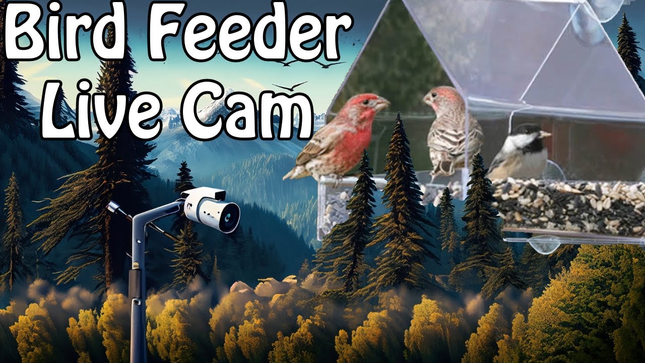 LIVE Bird Feeder Located in the Palouse of the Pacific Northwest | Mar 24, 2024