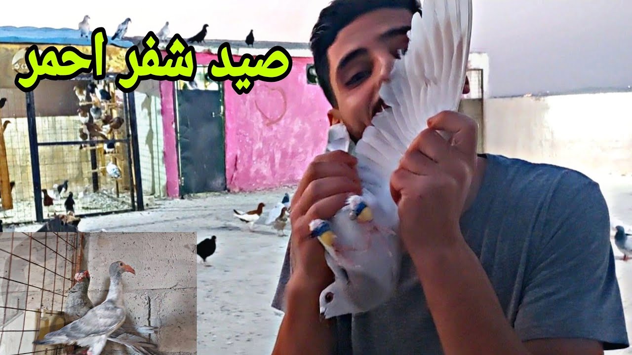 صيد شفر احمر وجوله عند الإنتاج وركبنا جوز جداد