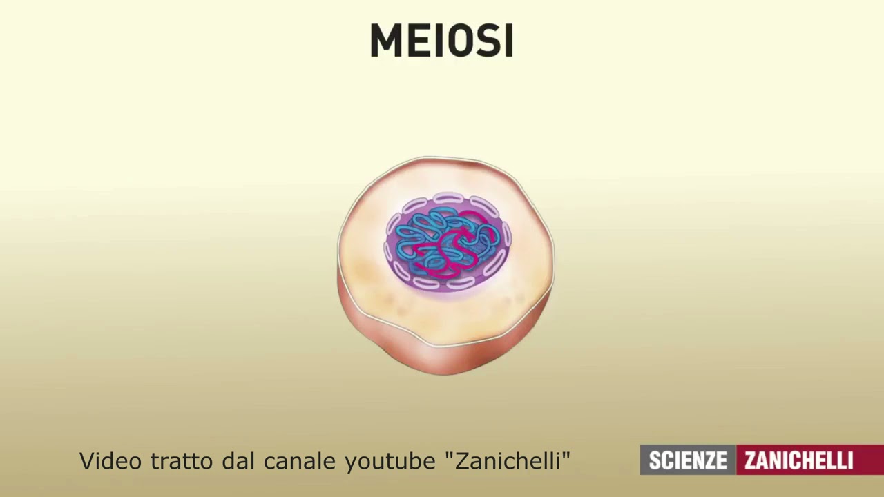 la meiosi tratto da Zanichelli scienze