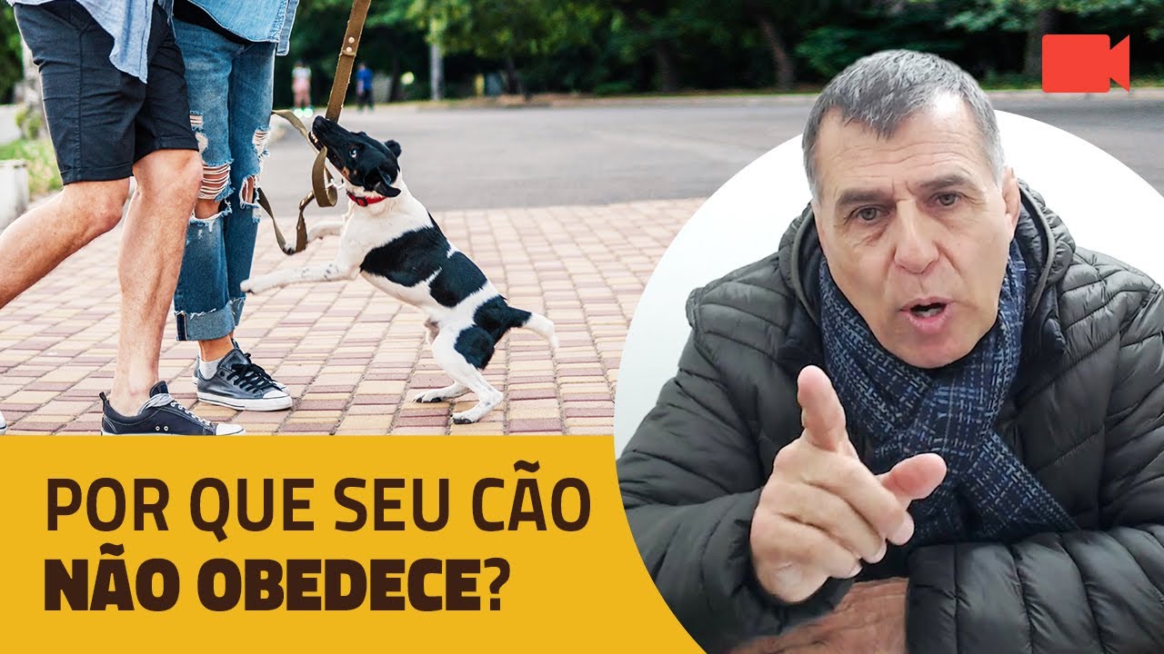 Por que seu cão não obedece?