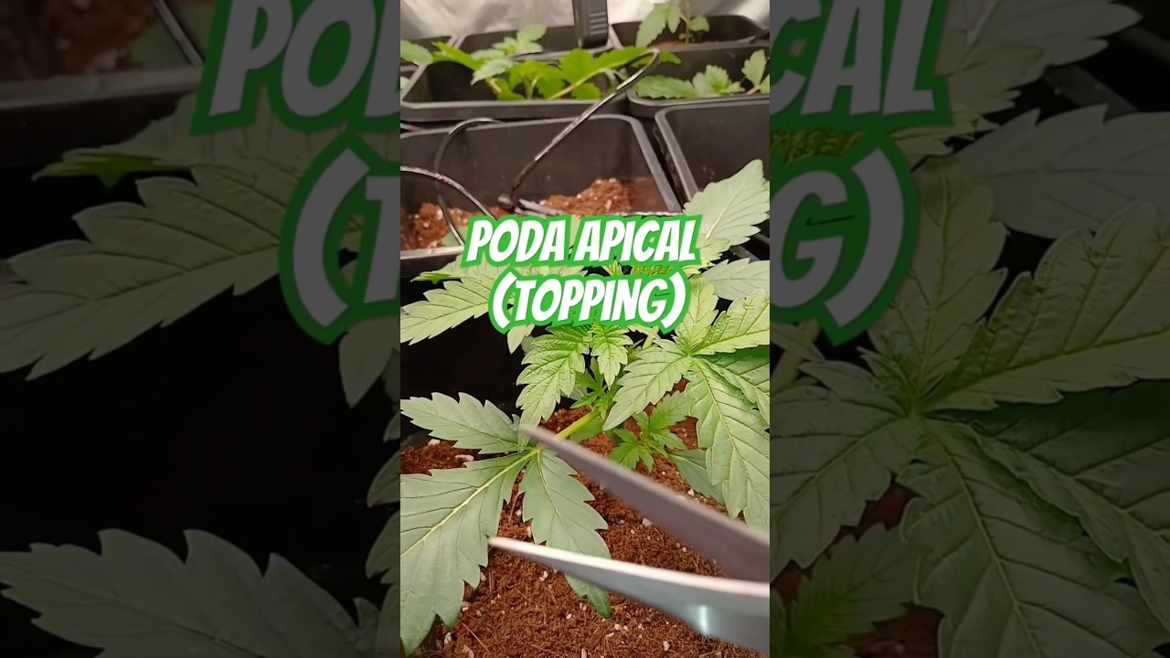 Como hacer la PODA apical o TOPPING ✂️ a mis plantas #cannabiseducation