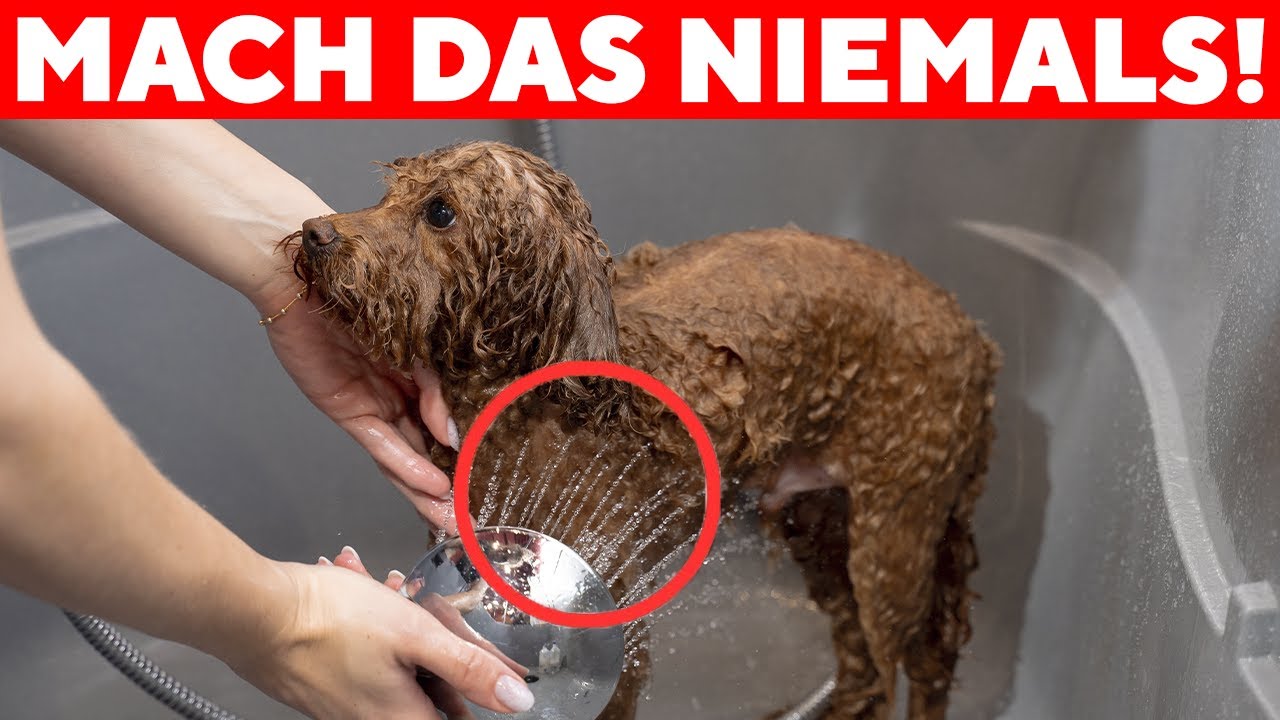MACHT DAS NIEMALS MIT EUREM HUND! 15 Dinge, die er hasst