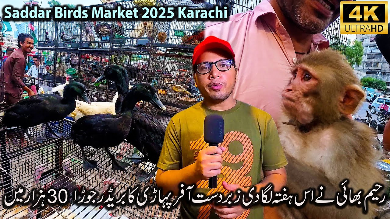 Saddar Exotic Birds Market 2025 Karachi | Rahim with an amazing offer Now You will find Cheap Birds