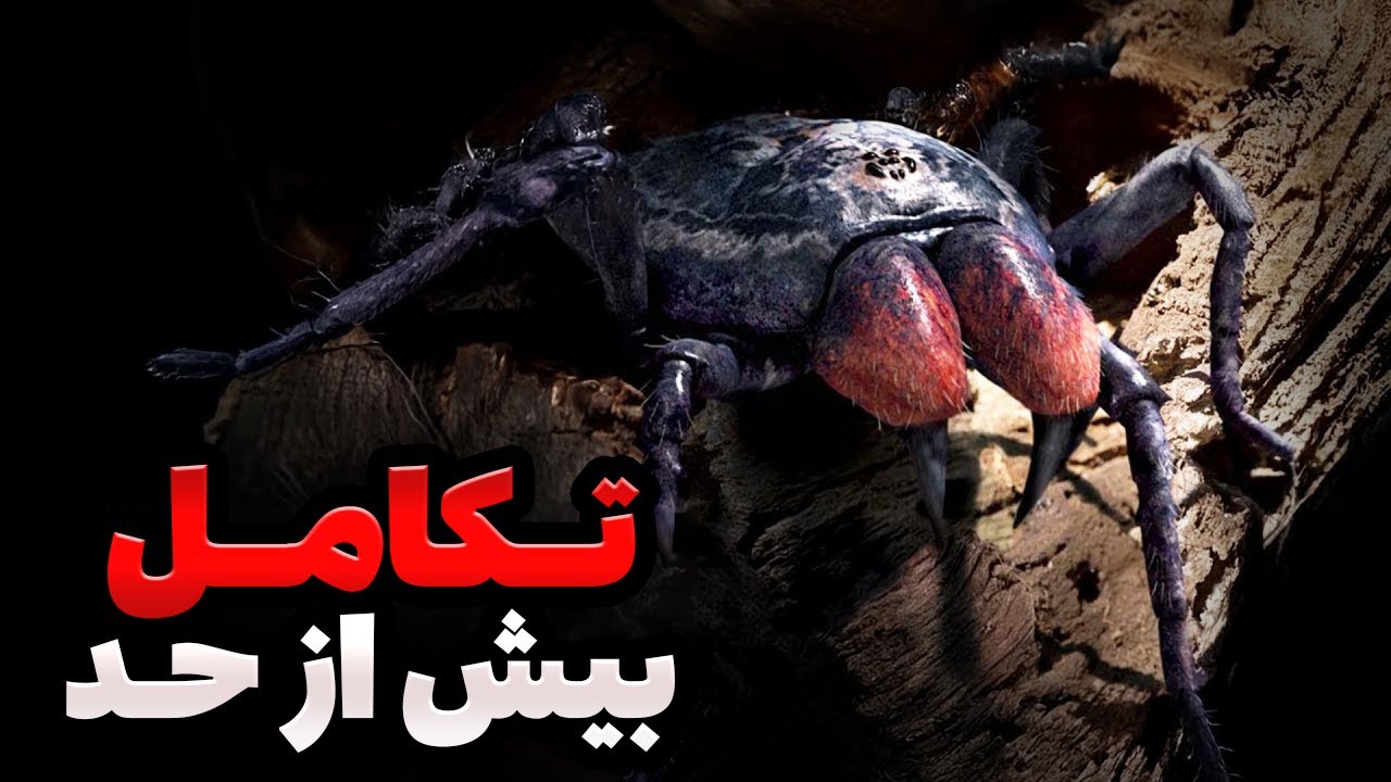 هیچ‌چیز درباره‌ی عنکبوت‌ها عادی نیست… اینم دلیلش!