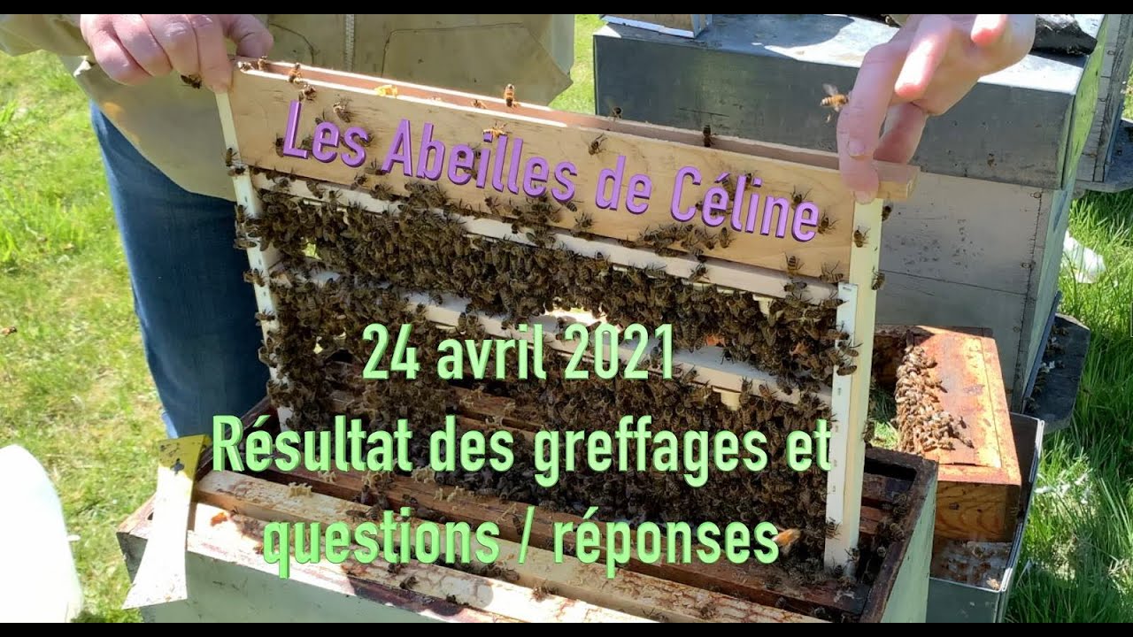 24 avril 2021 Résultat des greffages et Q/R.