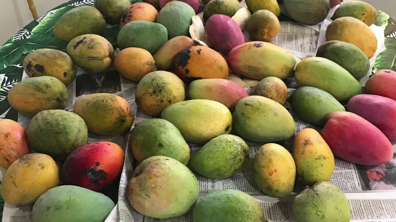 M4 Mango - Tasting Florida Mangos -