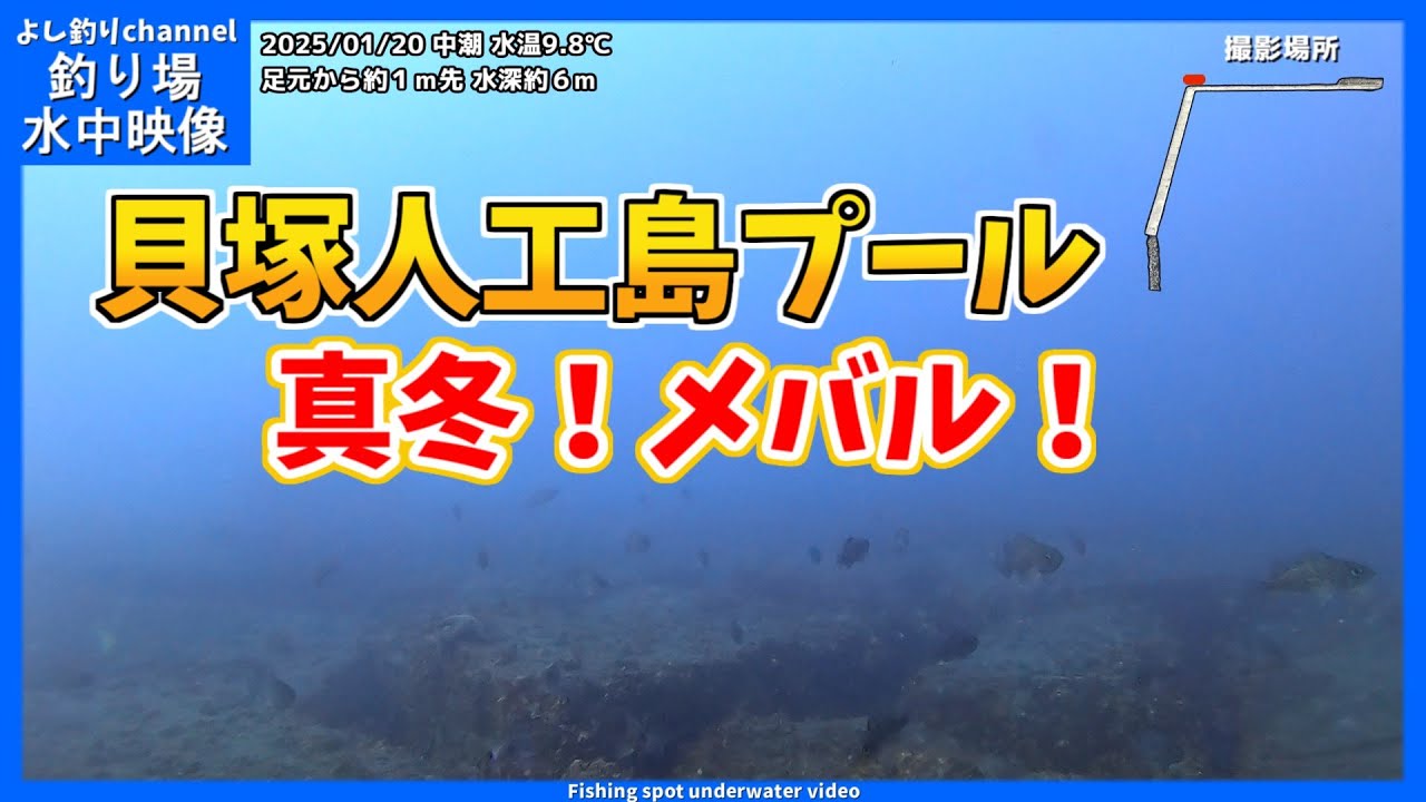 【真冬！メバル！】ついに水温一桁... 大阪の釣り場  貝塚人工島プール  2025年1月 真冬の水中映像  No.410