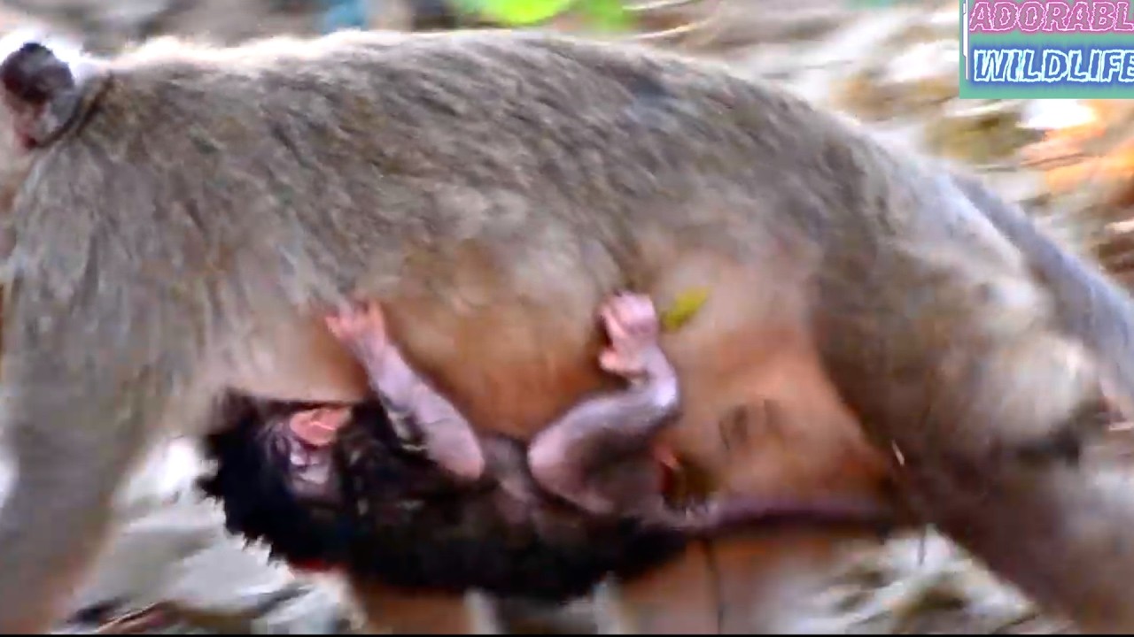 Adorable Mommy Monkey Trying To Hug and Nurse Baby Best