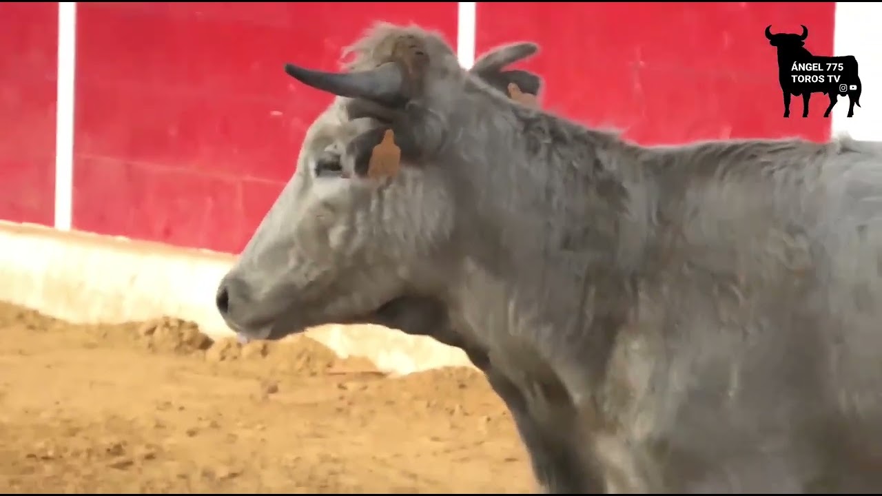 CAPEA EN LA GANADERIA NAZARIO IBAÑEZ 2022