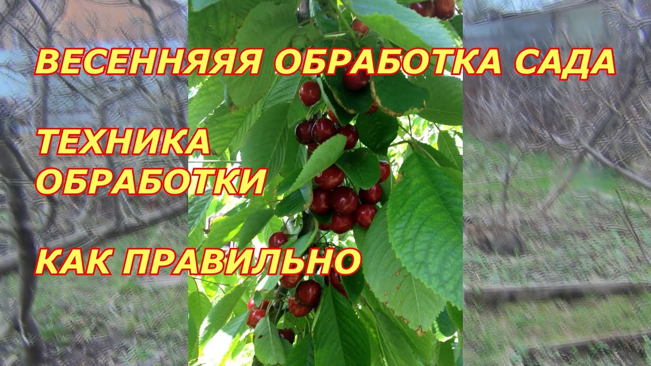 ВЕСЕННЯЯ ОБРАБОТКА САДА в конце апреля.  ТЕХНИКА ОБРАБОТКИ деревьев. ЧЕМ и КАК  КАК ПРАВИЛЬНО