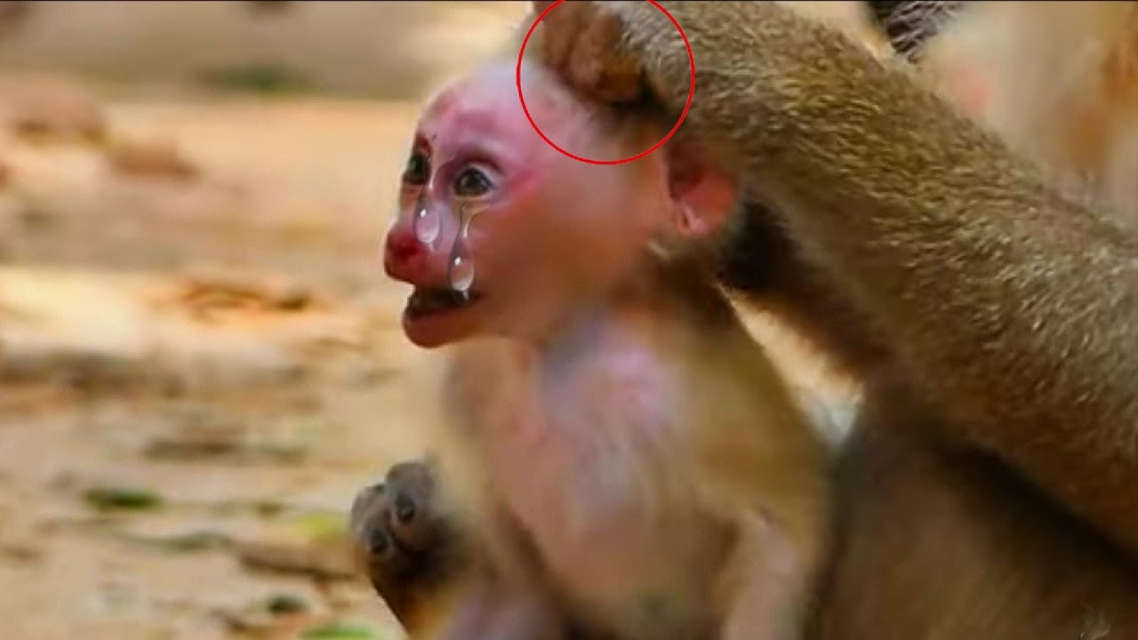 Love Monkey baby. #monkey #1million #monkeys #animals #babymonky #funnyvideo #1millionmonkey