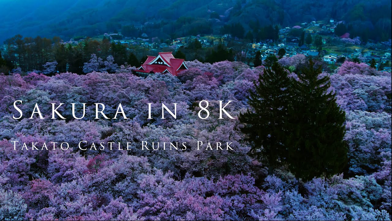 Sakura in 8K- Takato Castle Ruins Park/天下第一の桜 〜高遠城址公園〜