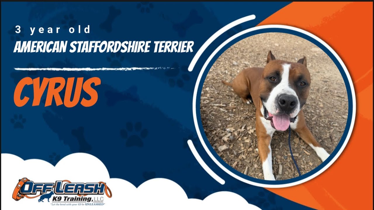 Staffordshire Terrier 🐾Off Leash Training | Best Dog Trainer | Reno, NV🐾